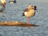 Nilgås