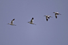 Skärfläcka