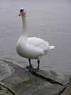 Knölsvan