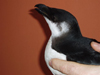 Tordmule