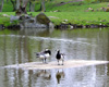 Vitkindad gås