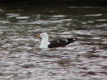 Silltrut adult
