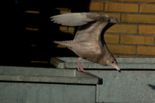 Vittrut i Nogersund