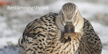 Bestamningstipset Foto: Mats Olsson