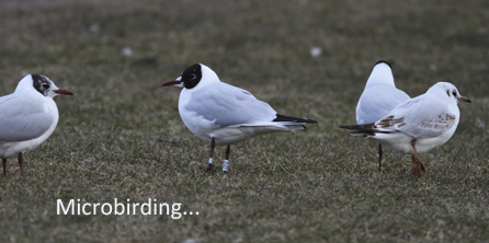 Microbirding Foto: Mats Olsson