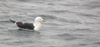 Silltrut adult
