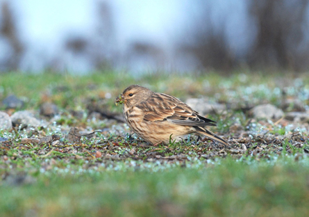 Vinterhampling. Foto: M Elmberg