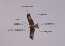 R&ouml;d glada. Foto: J&ouml;rgen Westergren