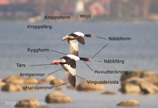 Grav&auml;nder. Foto: J&ouml;rgen Westergren
